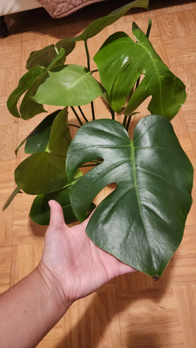 Monstera Plant in white vase - photo 2