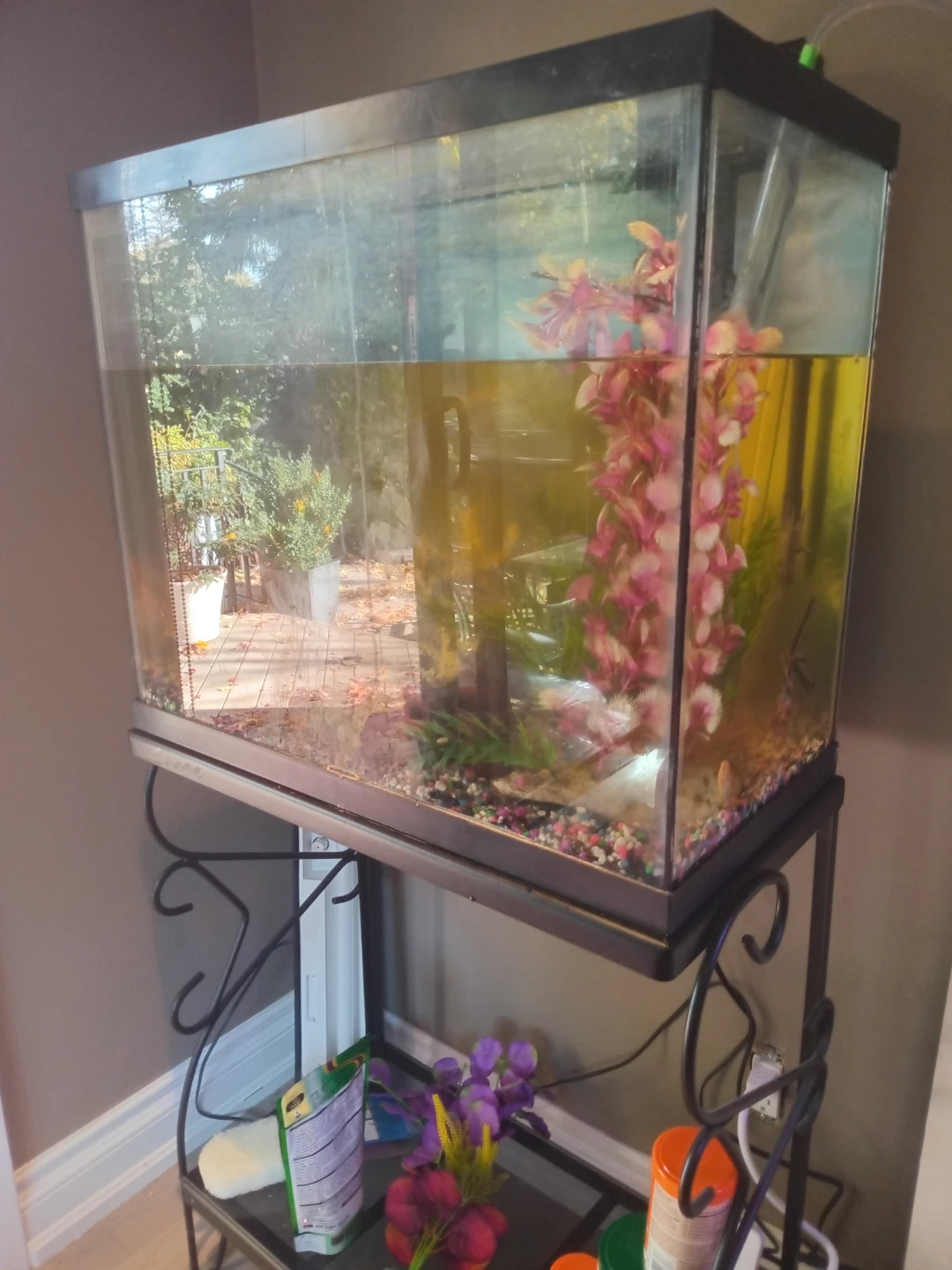 20 Gallon Aquarium with Metal Stand