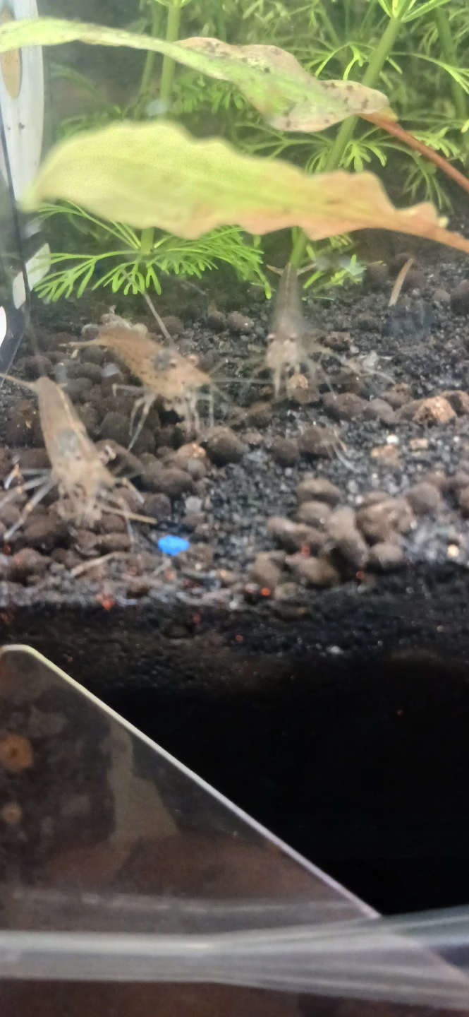 FISH & REPTILE SITTING [READ DESC] - photo 3