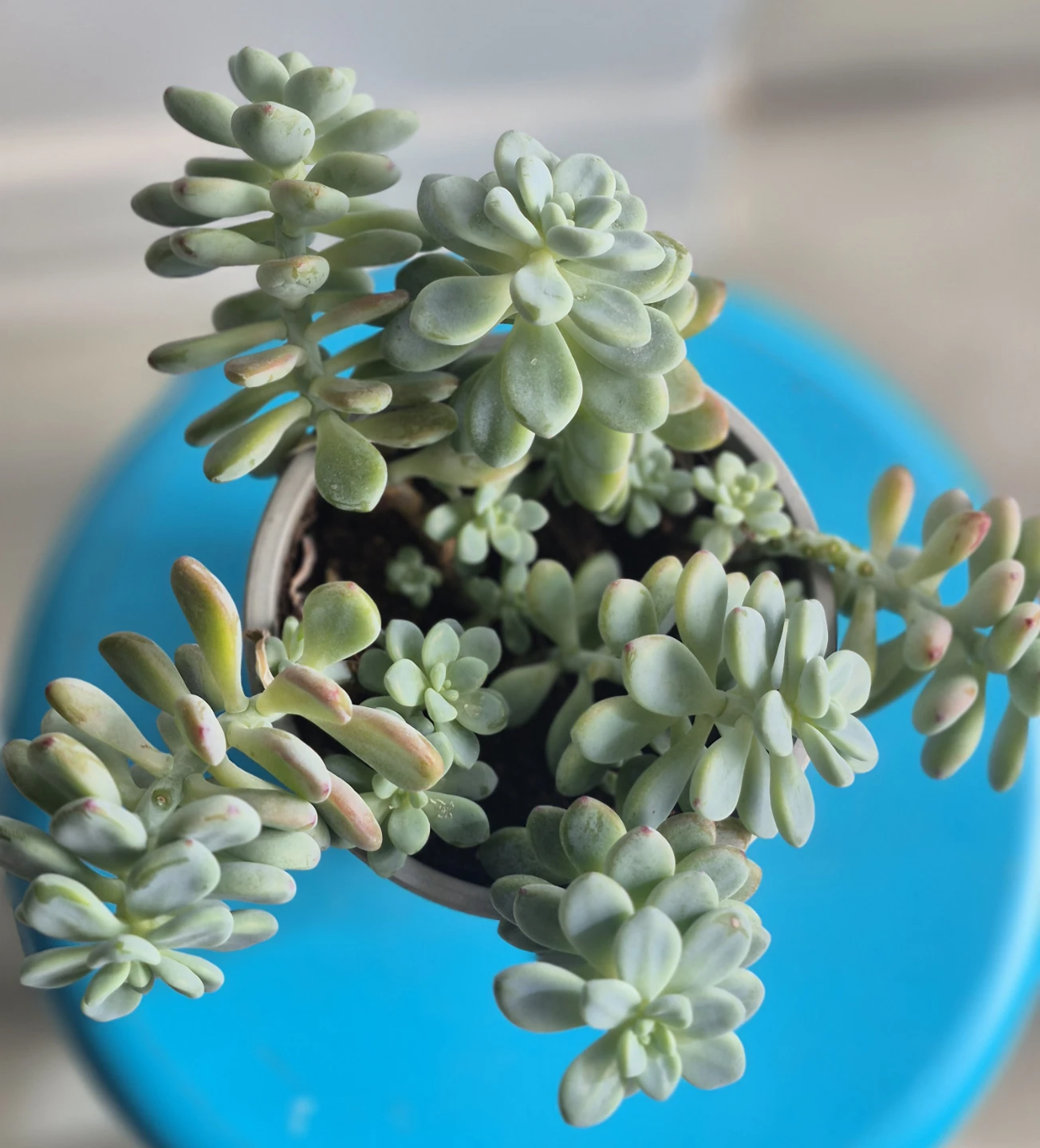 🔥The price is low.🔥Potted Succulent Plant - photo 3