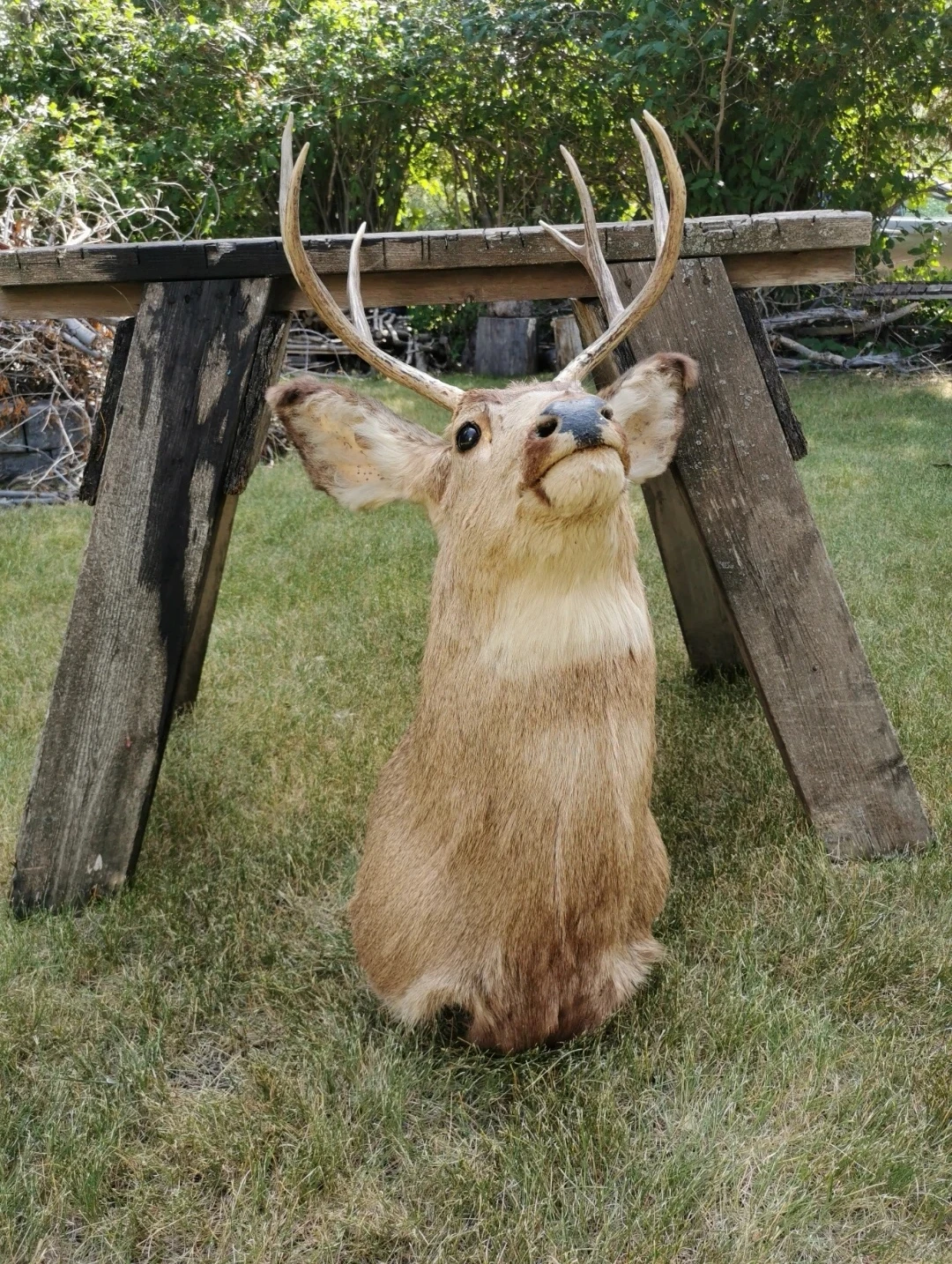 Vintage Deer Shoulder Mount Taxidermy Rustic Cabin - photo 5