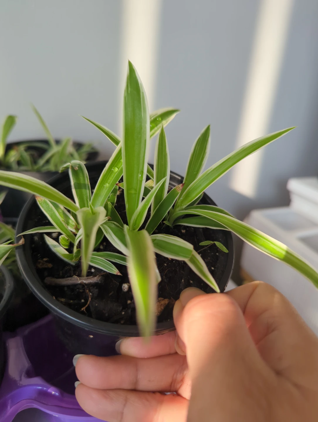 Variegated Spider Plant - photo 4