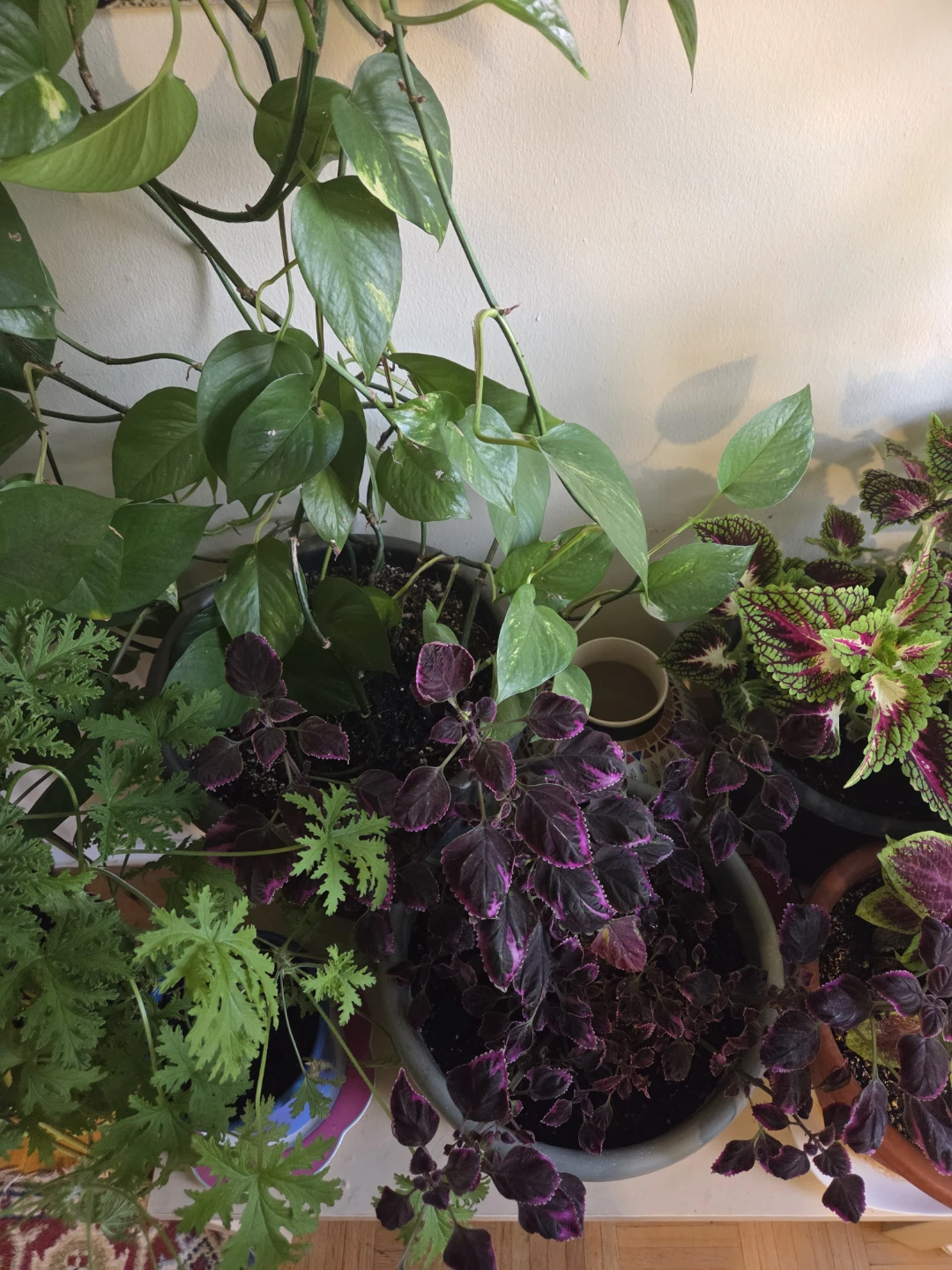 Indoor Potted Plants - Moving out sale - Need gone - photo 5