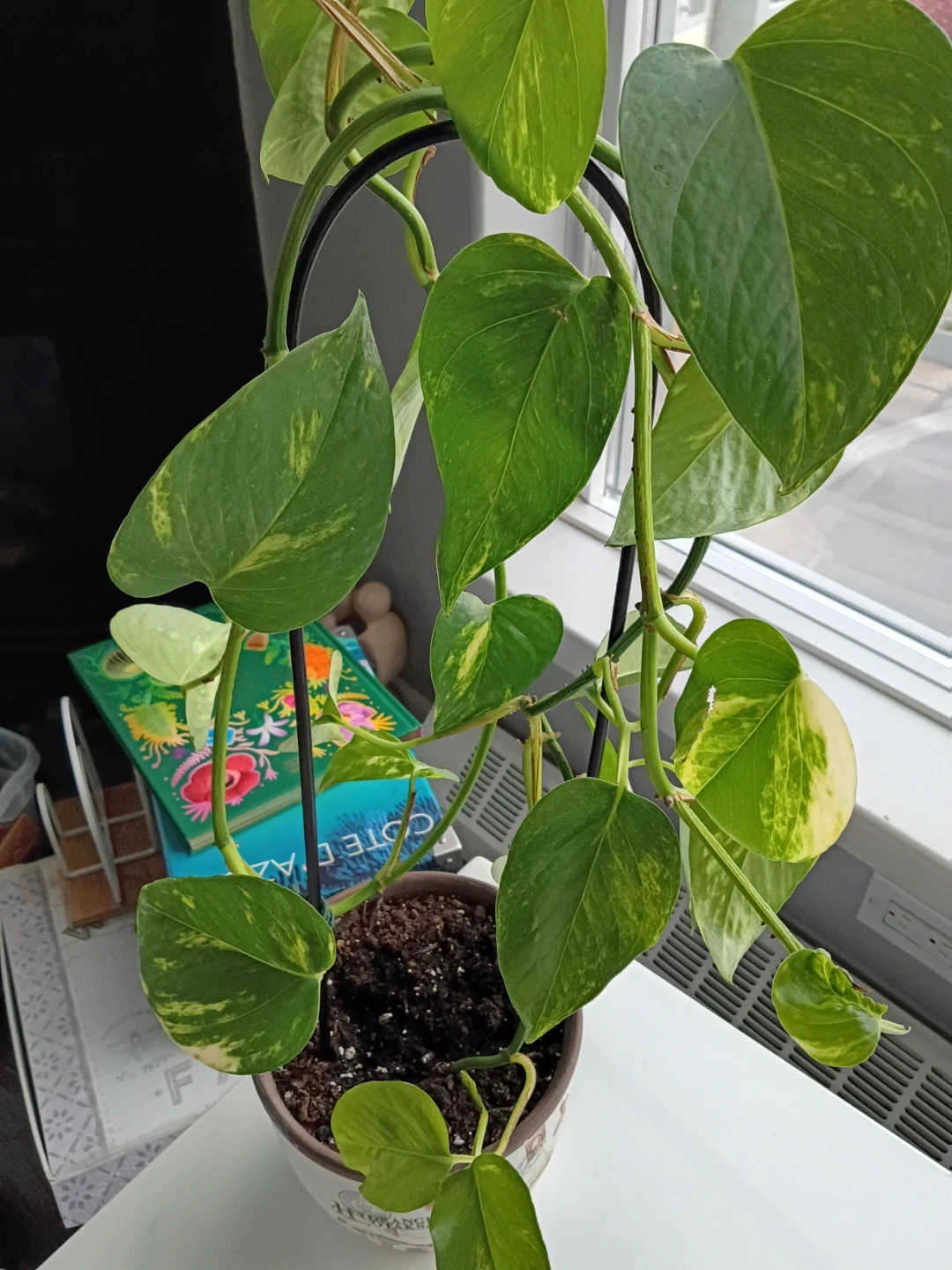 Pothos plant in decorative vintage-style pot - photo 3