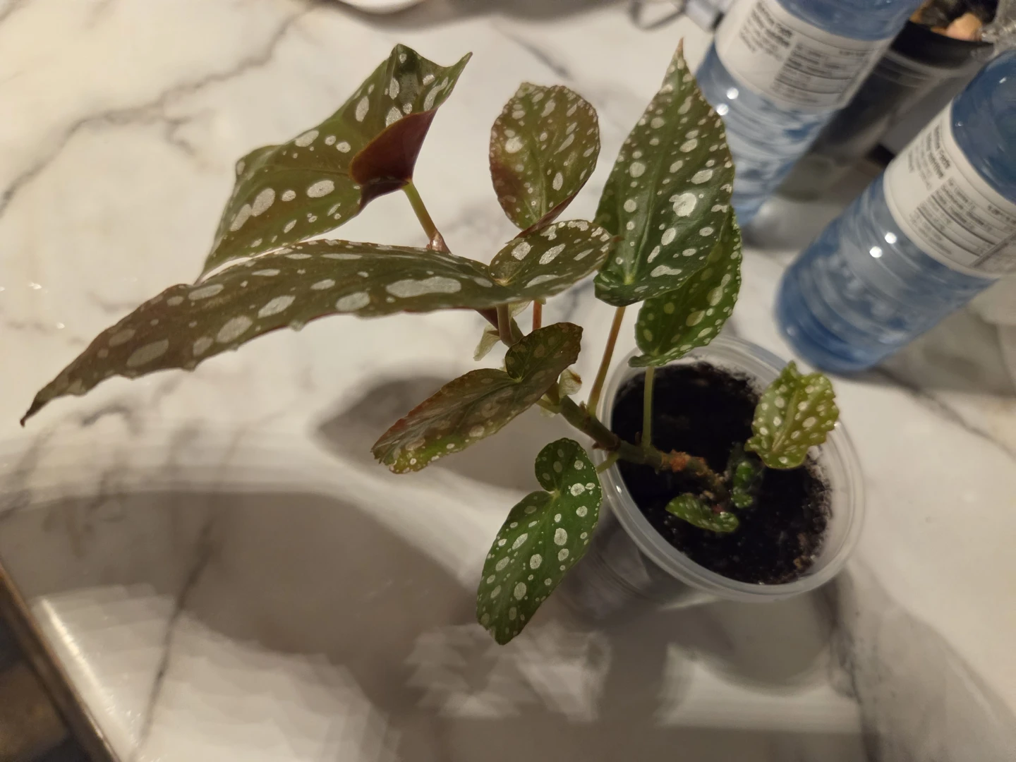 Polka Dot Begonia Houseplant✨️🪴 - photo 3