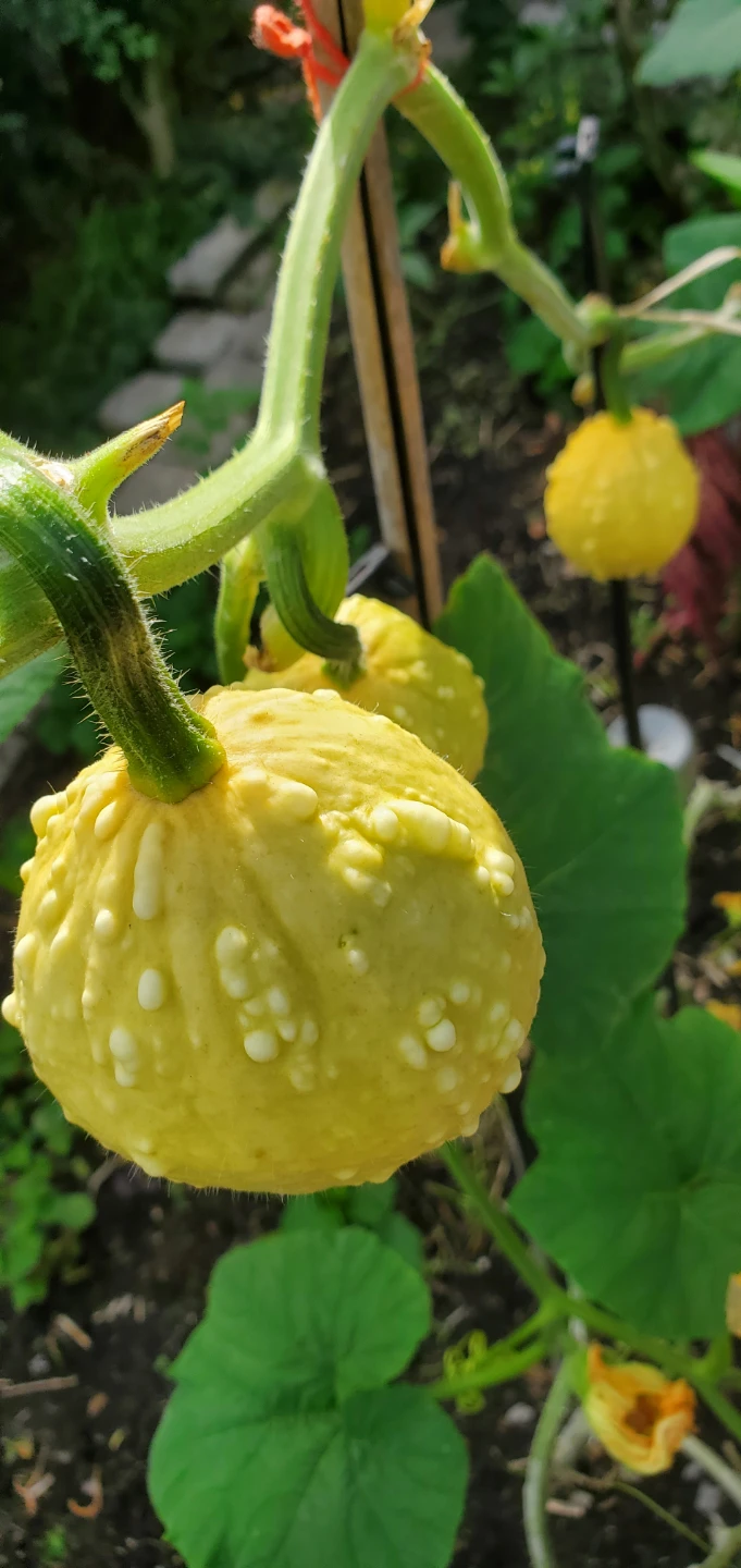 Home Grown Squashes - photo 2