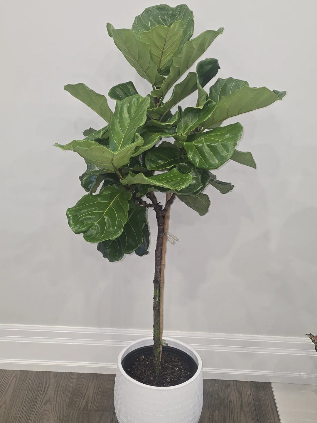 Fiddle Leaf Fig Tree  5 feey - photo 3