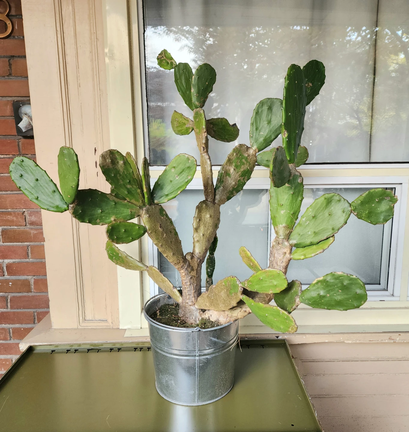 Large Prickly Pear Cactus in Metal Pot