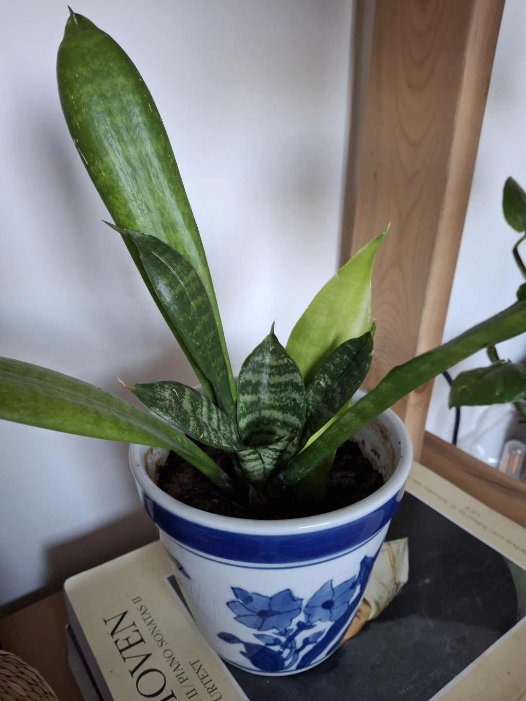 Snake plant in blue and white floral pot