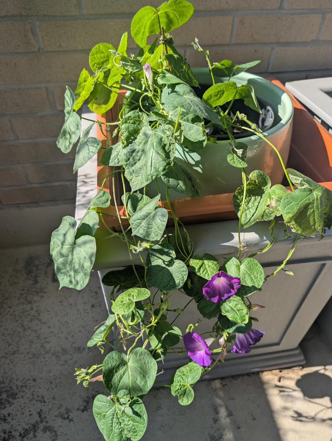 Morning Glory - Plant - Violet Colour