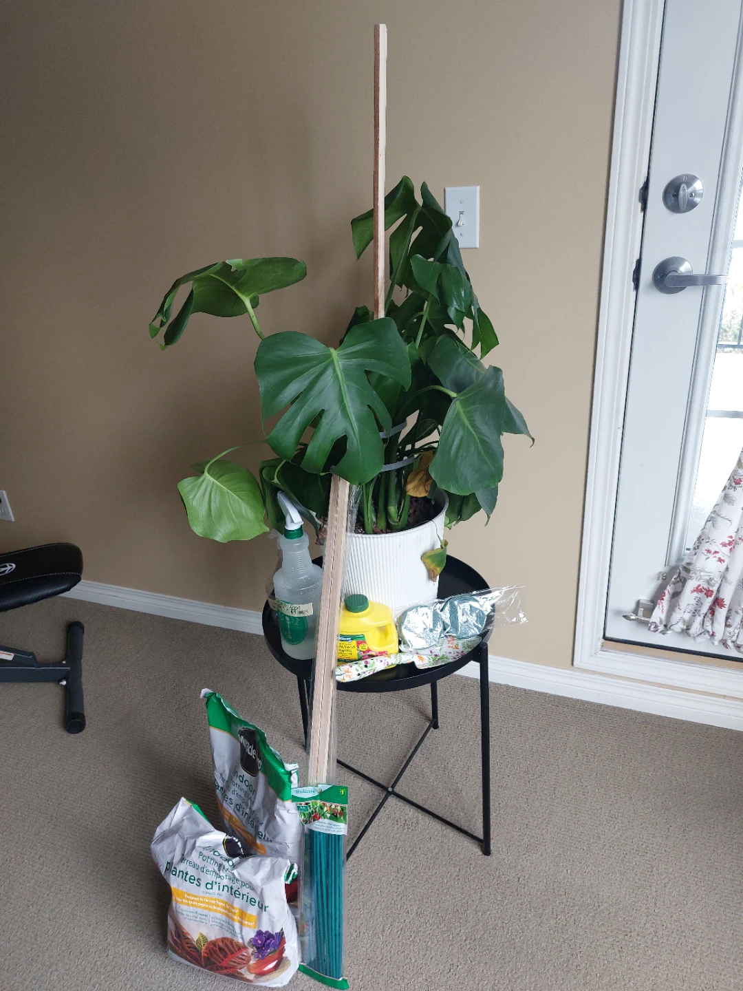 Monstera plant with accessories bundle