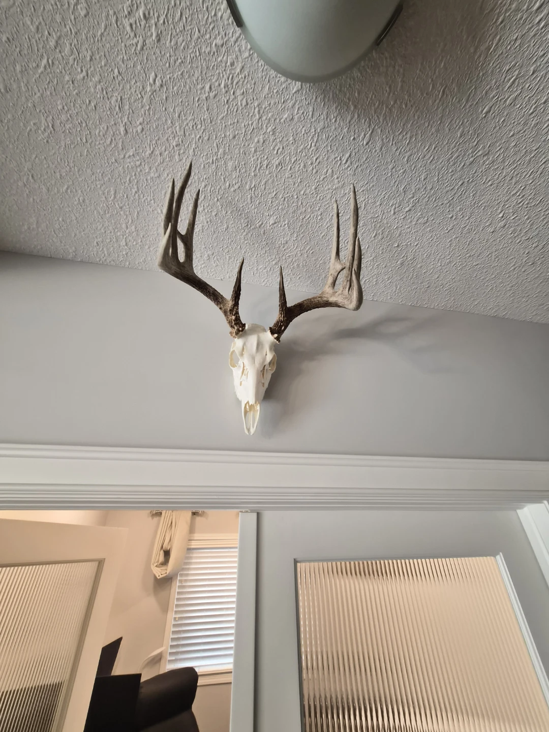 Deer Skull and Antler Mount