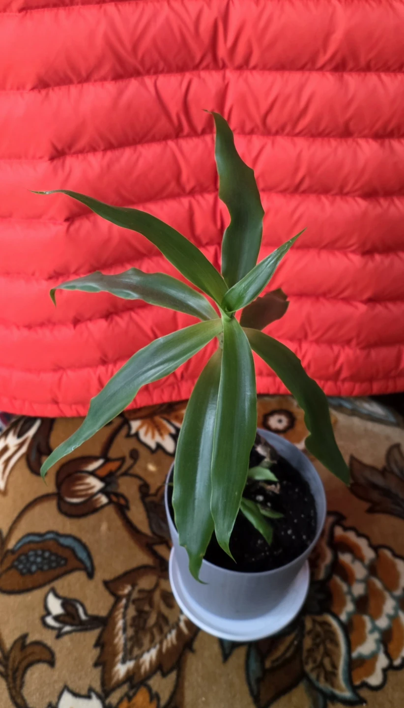 Lush, Healthy & Thriving Indoor Plant (Callisia )