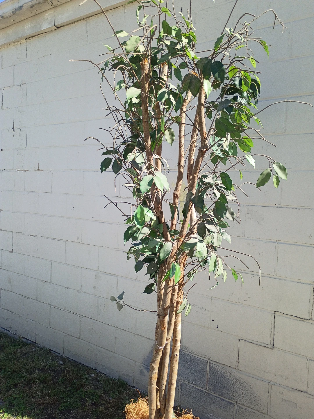 Artificial Ficus Tree in Wicker Basket