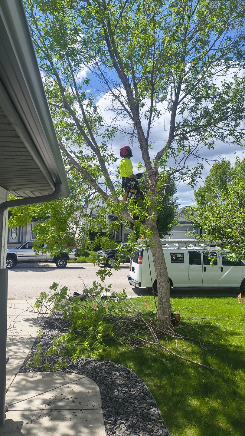 Local Tree Pruning & Yard Clean Up