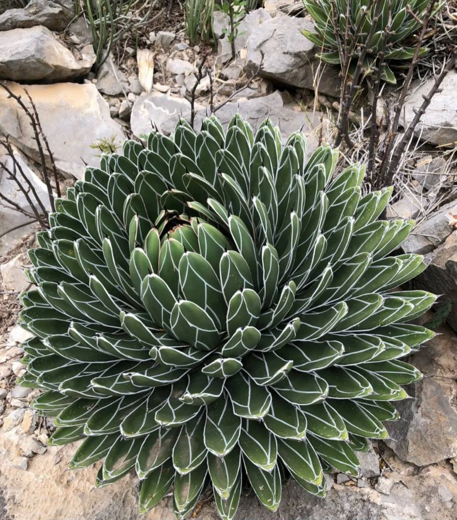 Agave Victoriae-Reginae pup plant - photo 3