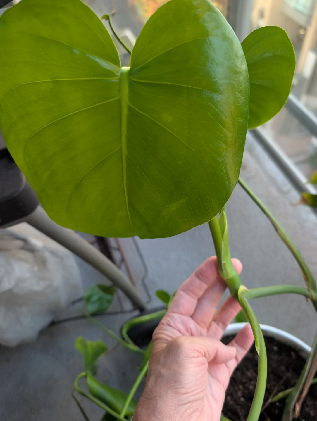 Monstera Deliciosa Plant in White Pot - photo 2