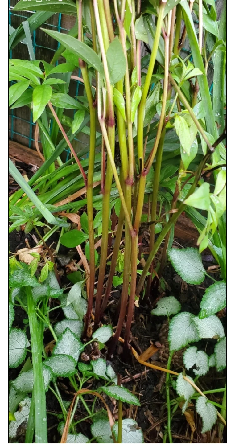 Peony - photo 3
