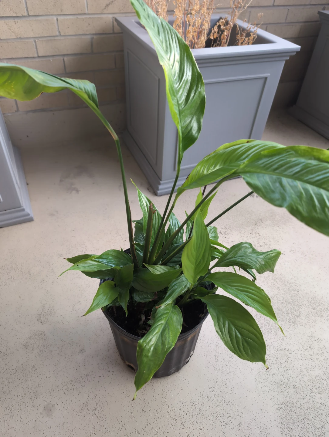 Peace Lily - Plant