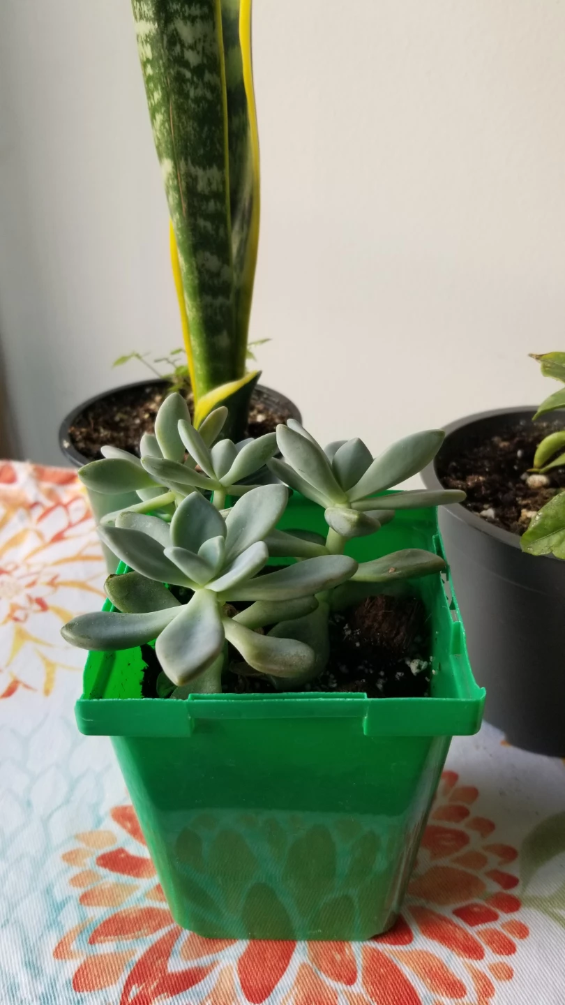 Set of Three Assorted Houseplants - photo 2