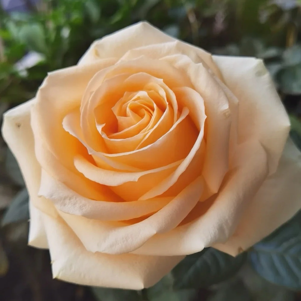 Peach Avalanche Rose Plant