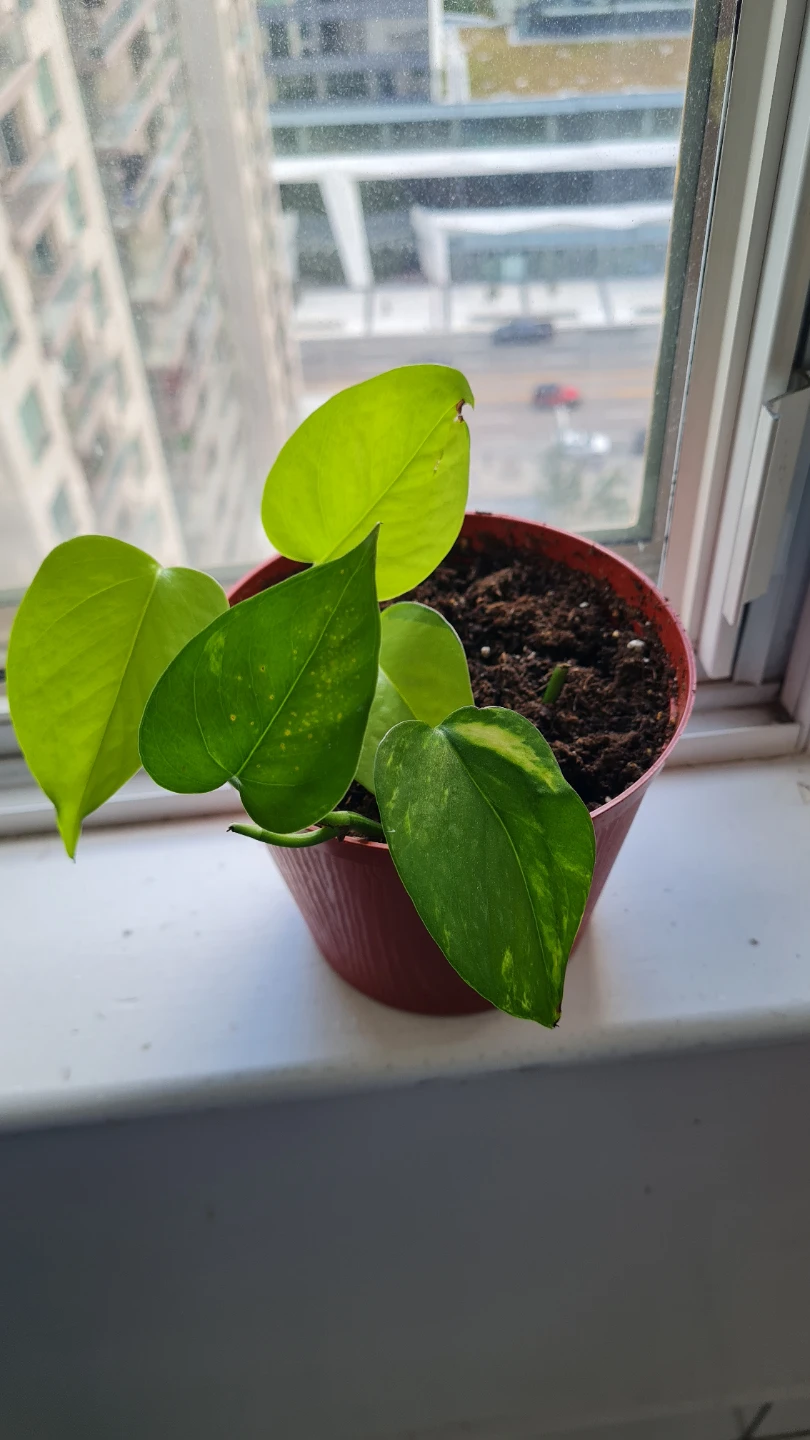 Neon x Golden Pothos Mix 🌿🌿 - photo 5