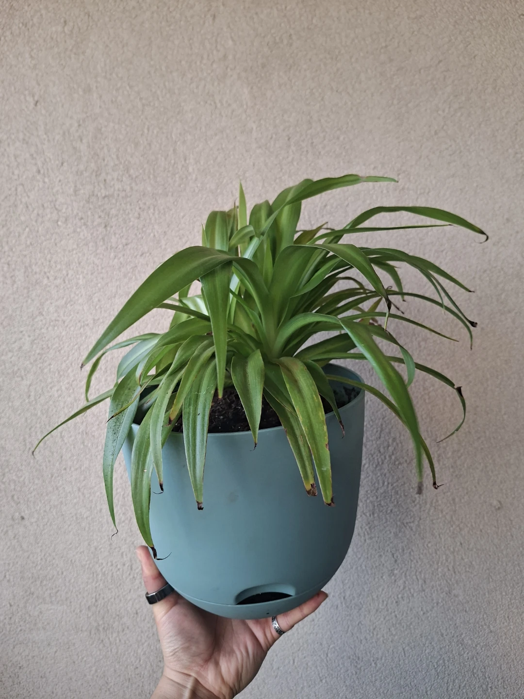 Spider Plant