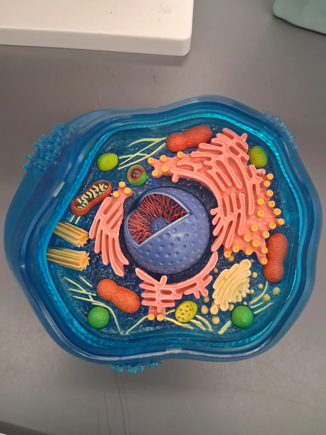 Animal Cell Biology Model