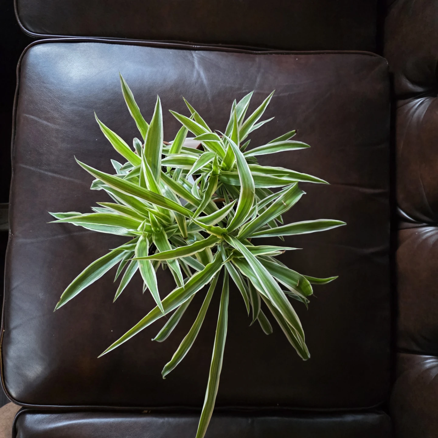 Spider Plant healthy and beautiful for Sale!** 🌿 - photo 2
