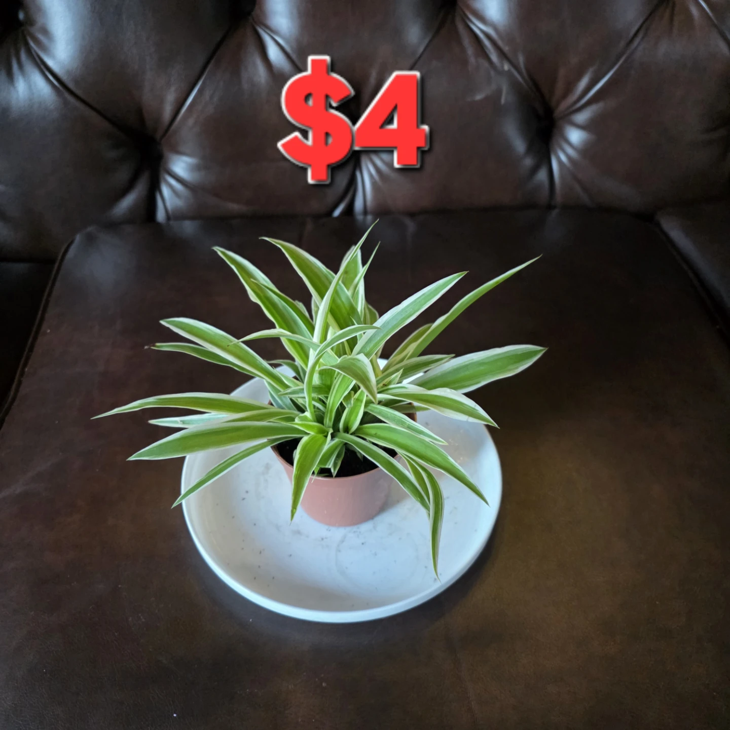 Spider Plant healthy and beautiful for Sale!** 🌿 - photo 4