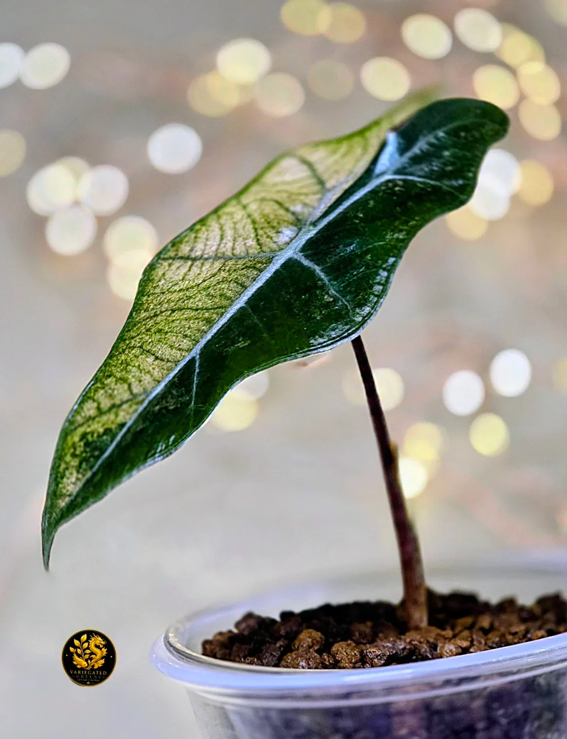 Alocasia pseudosanderiana “Rosewood Divide” - photo 4