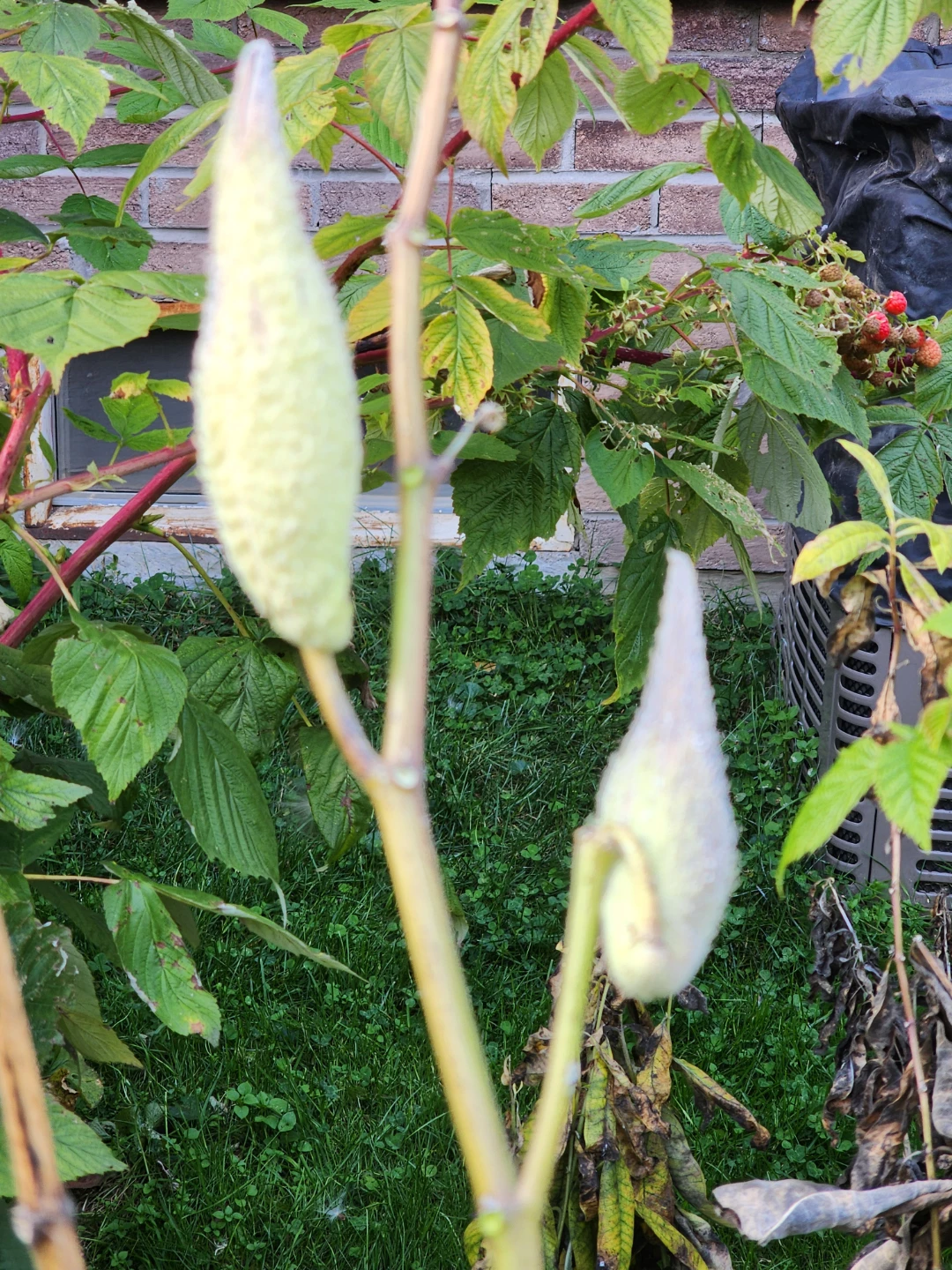 Milkweed pods - photo 5