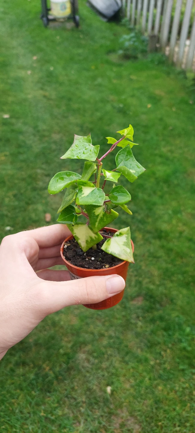 Variegated wax Ivy (Senecio macroglossus variegata)