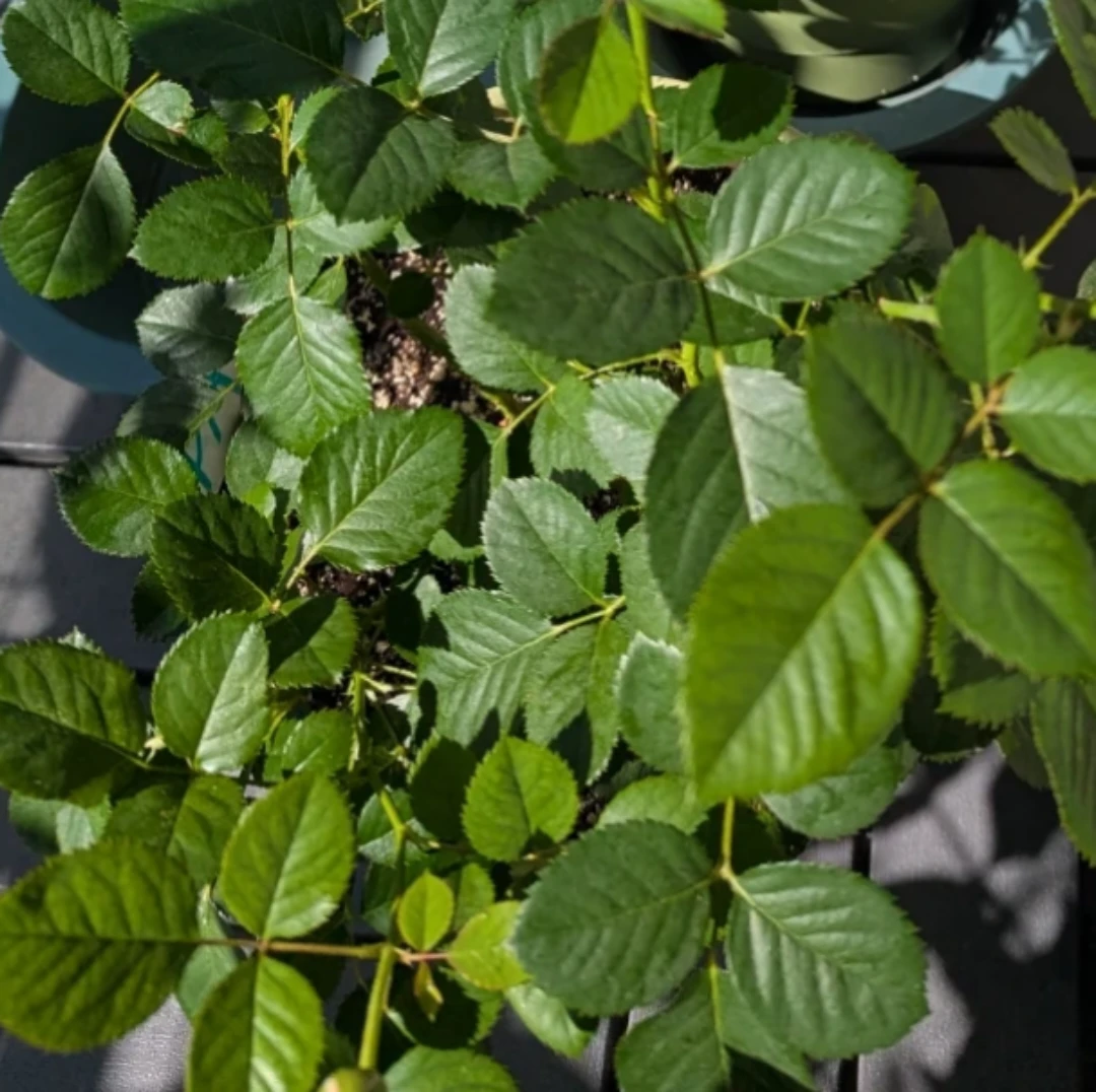Yellow Rose Plant - photo 4