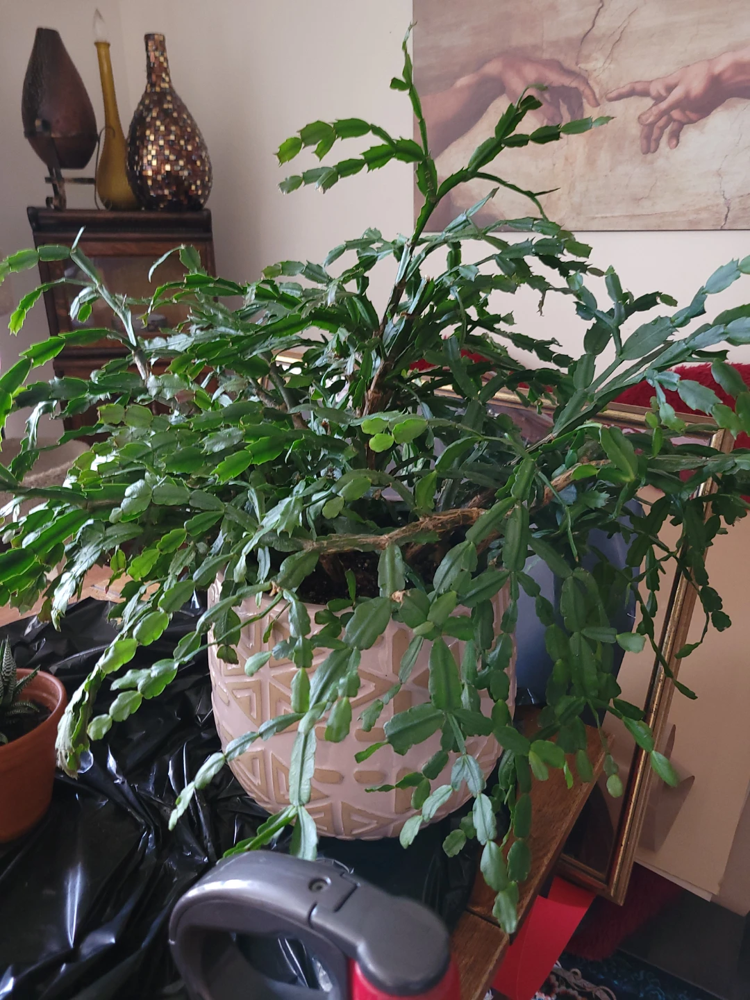 Thanksgiving Cactus