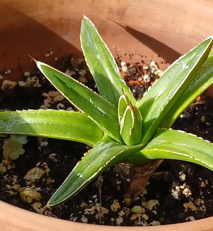 Agave Victoriae-Reginae pup plant