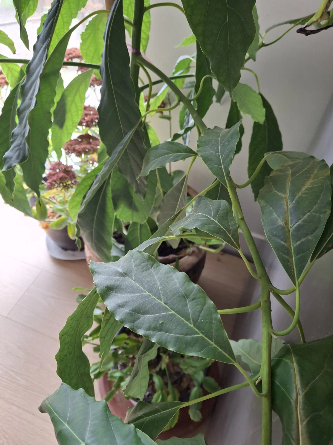 Large Avocado Plant in Decorative Ceramic Pot - photo 2