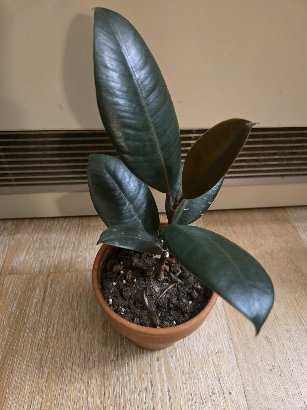 Rubber Plant in Terracotta Pot - photo 3