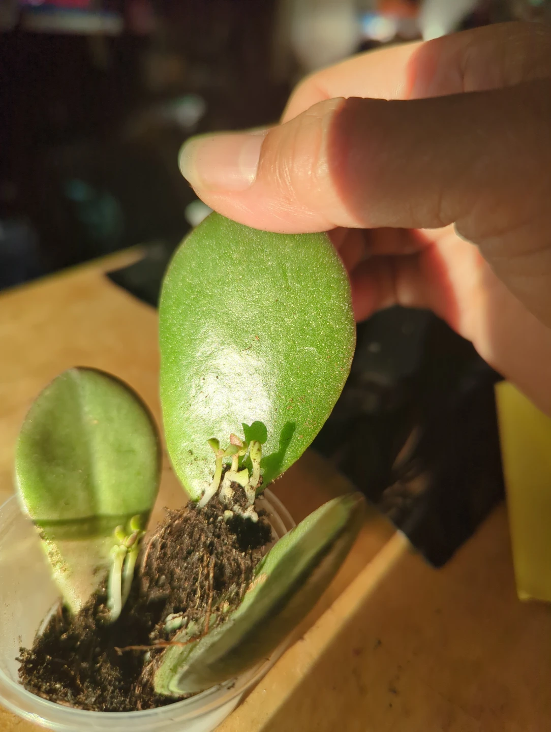 Jade Plant Propagation Cuttings - photo 3