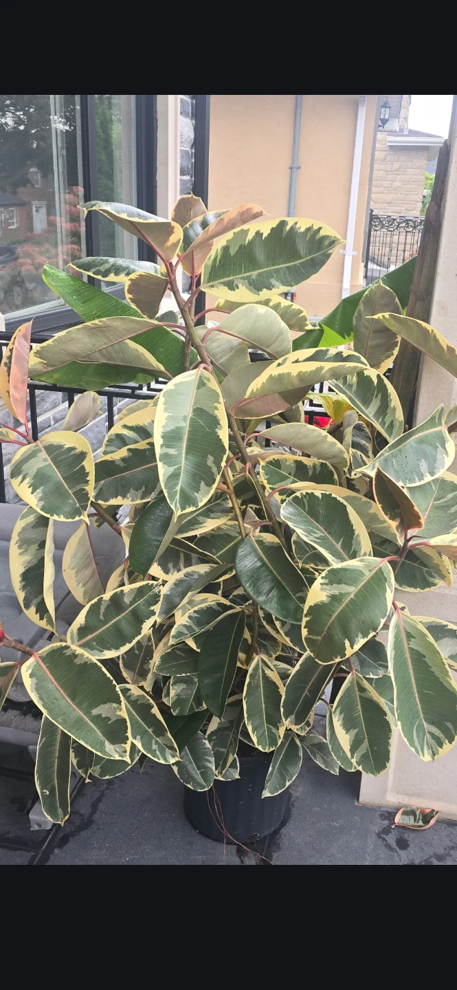 Variegated Rubber Plant - photo 2