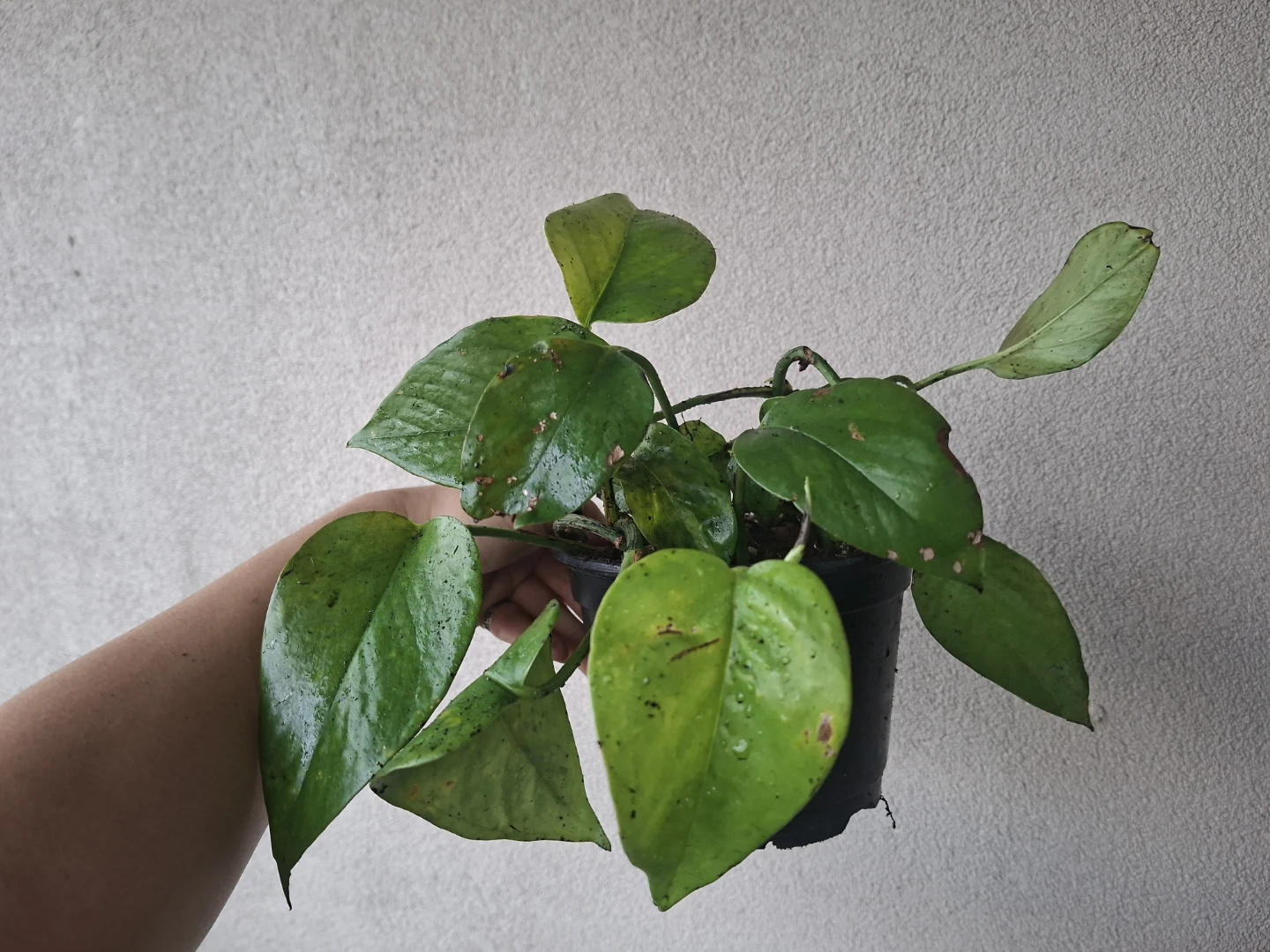 Pothos Plant