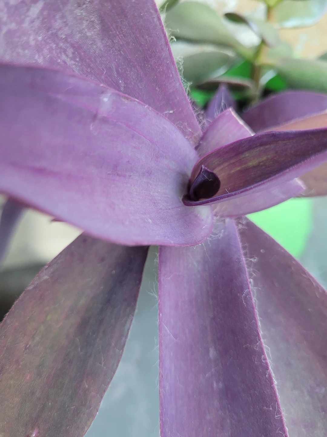 Jade plant and purple heart in pot - photo 3