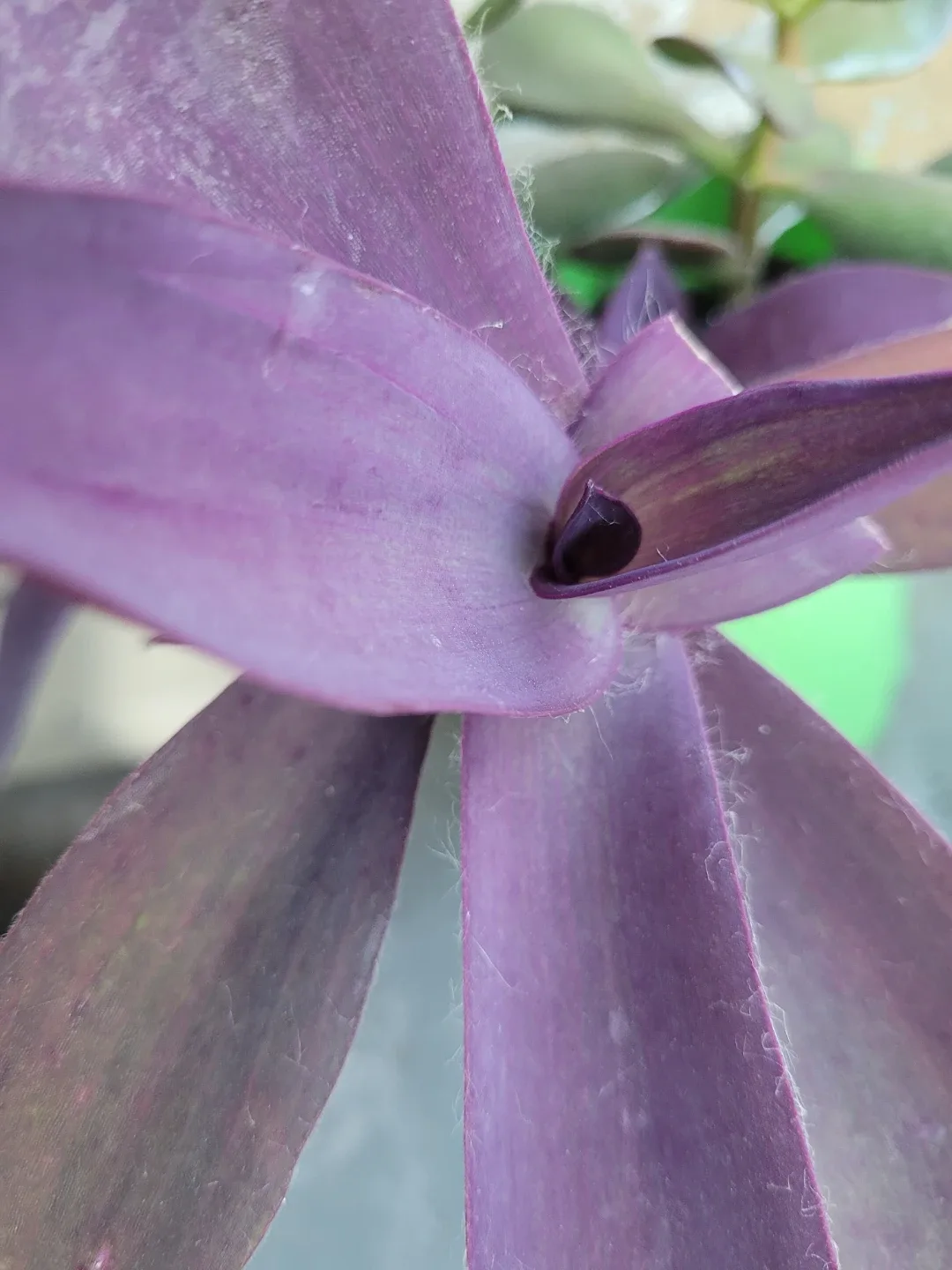 Jade plant and purple heart in pot - photo 3