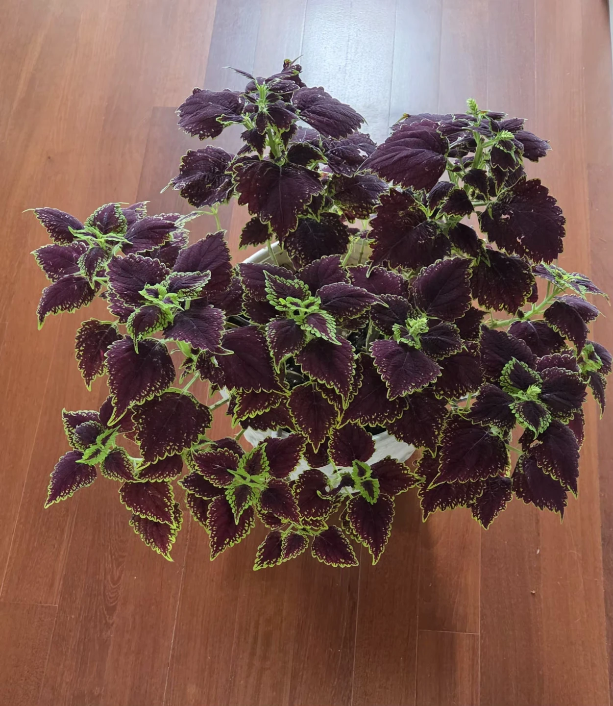 Coleus - photo 4