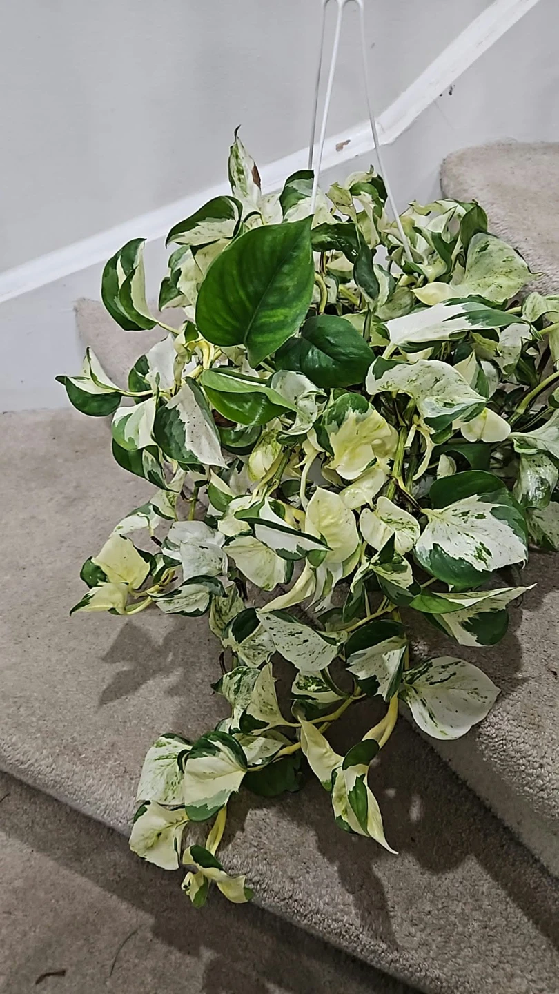 Manjula Pothos Hanging Plant