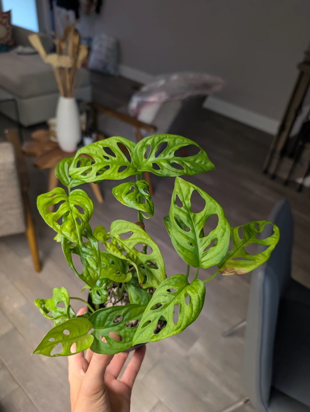 Monstera Adansonii (Swiss Cheese Plant) - photo 2