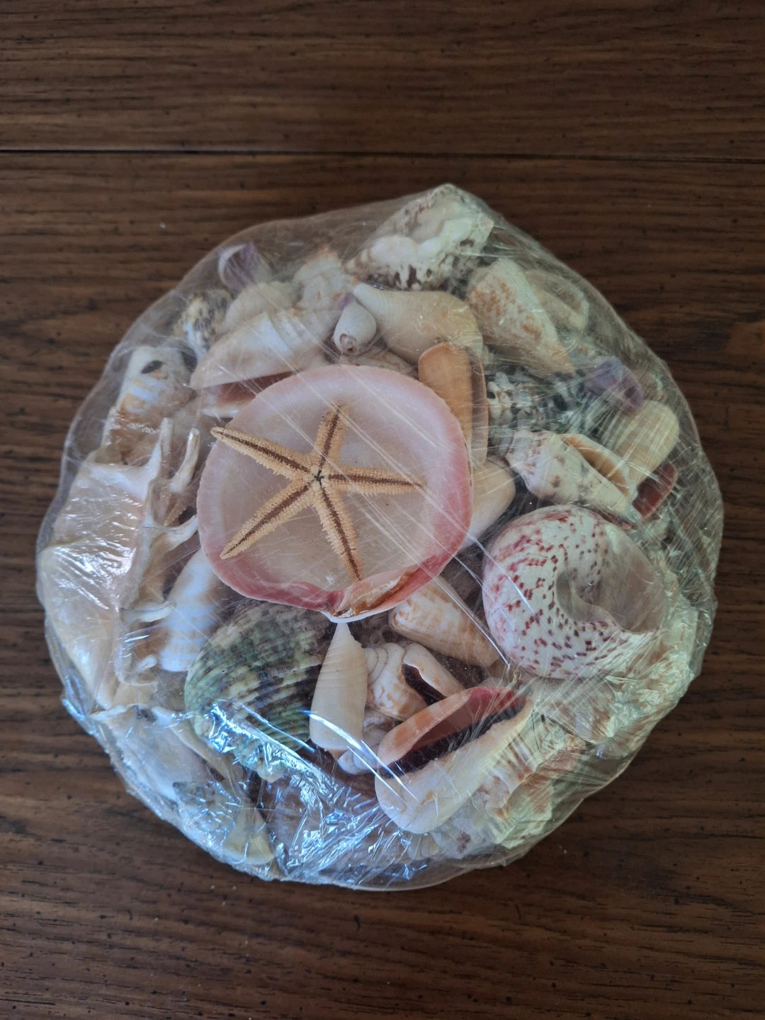 Assorted Seashells and Starfish Collection - photo 2