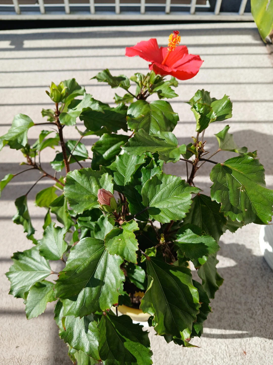 Red Hibiscus Plant in Pot - photo 2
