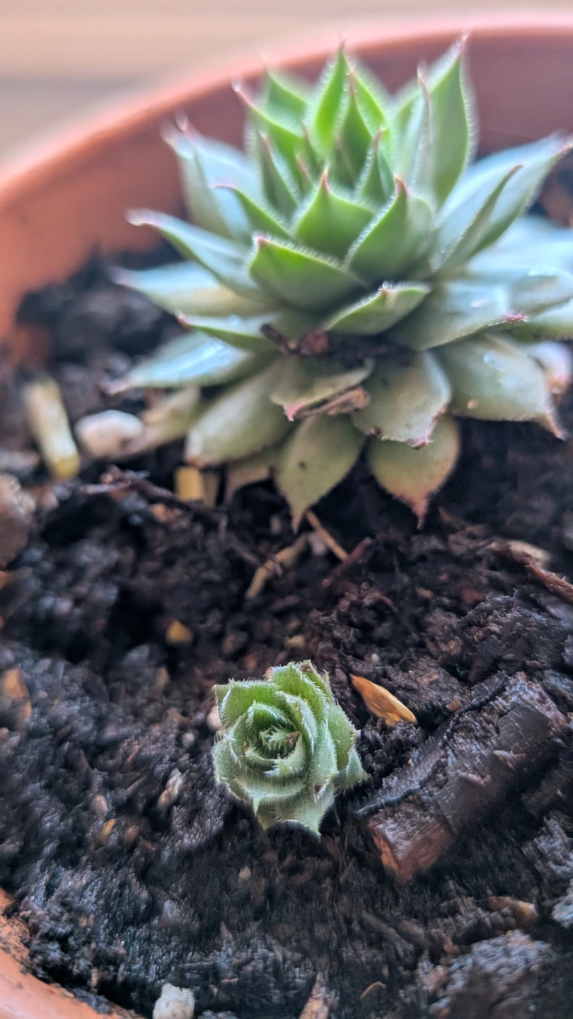 Hen and chicks in terra cotta pot - photo 2