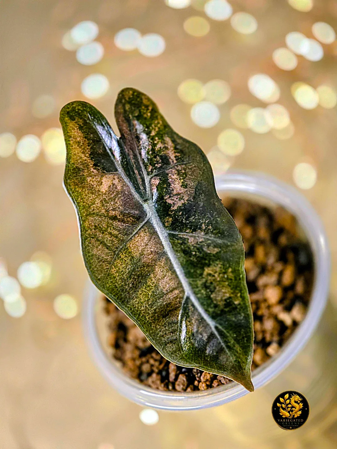 Alocasia Pseudosanderiana “Mauve Patina” - Variegated - photo 2